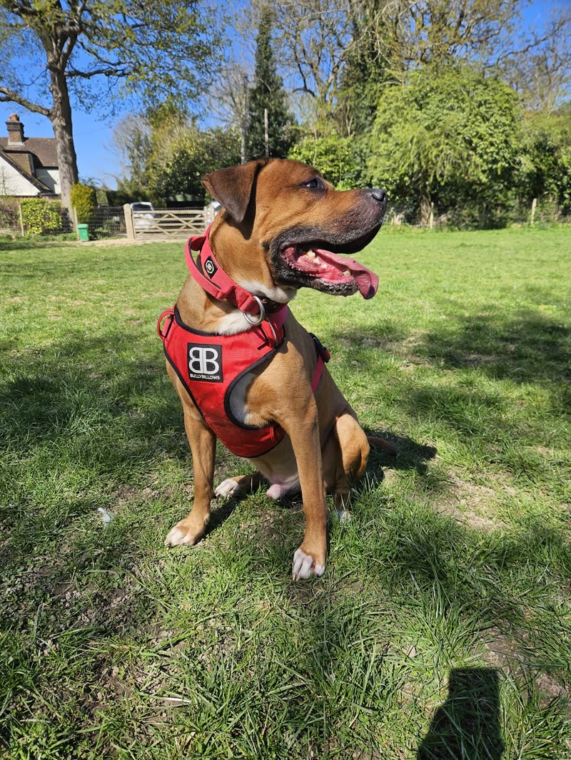A tan Staffy in a red harness sitting on the grass of the secure walking field at Willoughby Farm, trees and the farmhouse behind