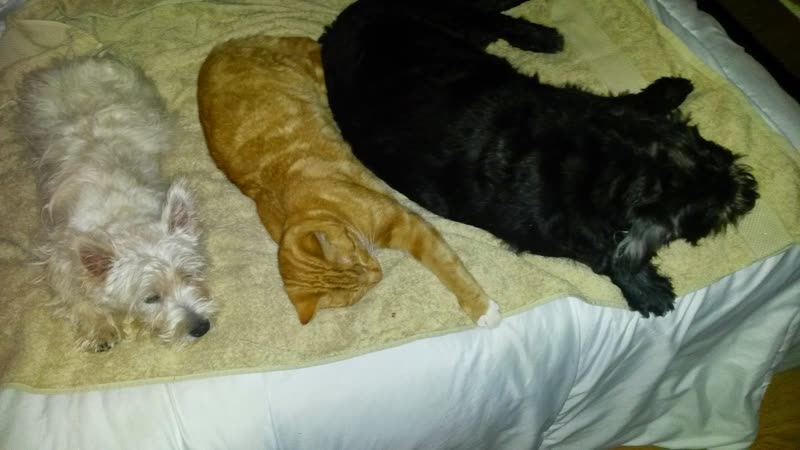 A Westie, a ginger cat and a black dog curled up together on a cream blanket