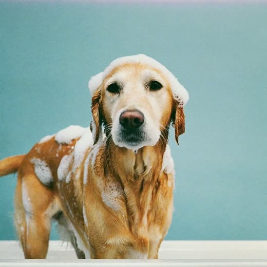A soapy golden retriever in a salon bath