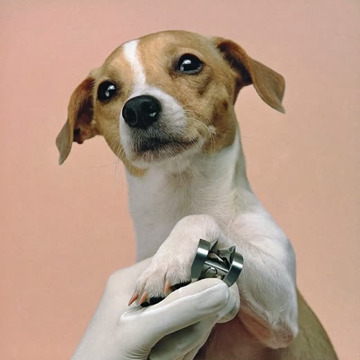 A terrier's paw held for a nail trim