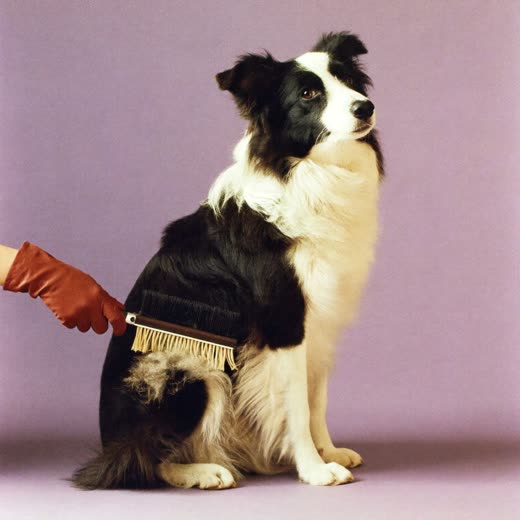 A border collie being de-shedded with a slicker brush